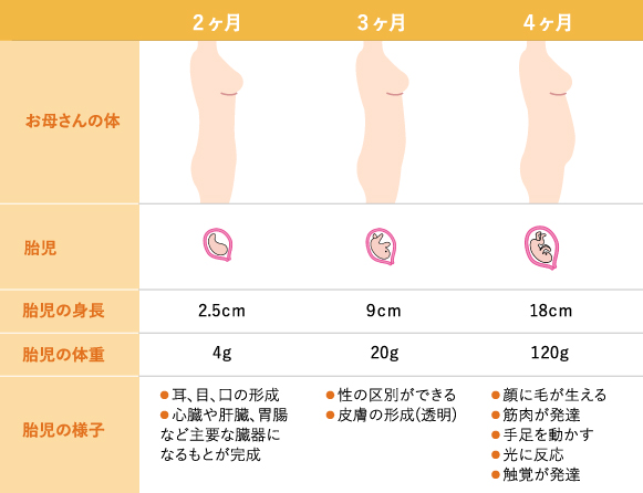 妊娠2~4カ月