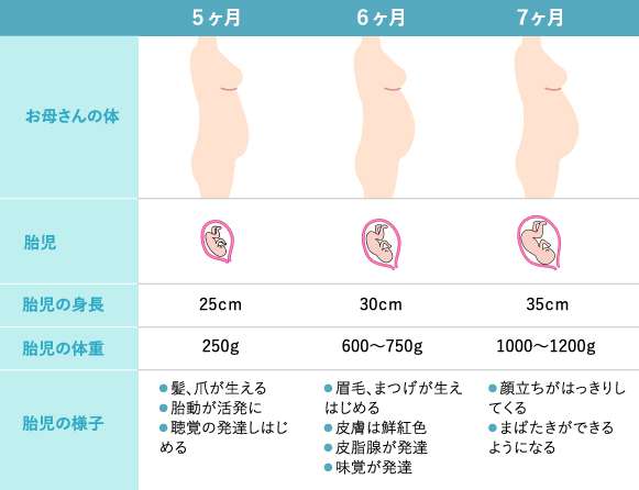 妊娠5~7カ月