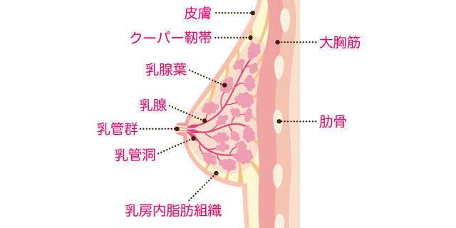 女の子の胸はいつから膨らむ 乳房の発達過程とブラをつける時期 女の子の胸はいつから膨らむ 乳房の発達過程とブラをつける時期