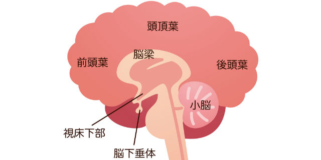脳の構造