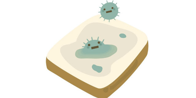青カビの生えたパン