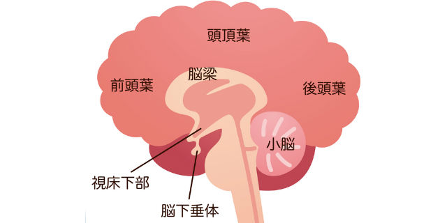 脳の構造