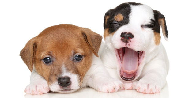 犬のあくび
