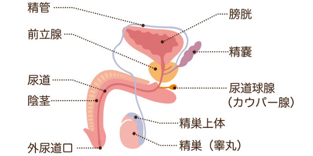 男性性器の仕組み