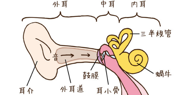 三半規管