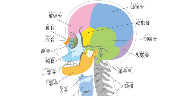 頭蓋骨