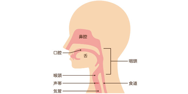 喉の仕組み