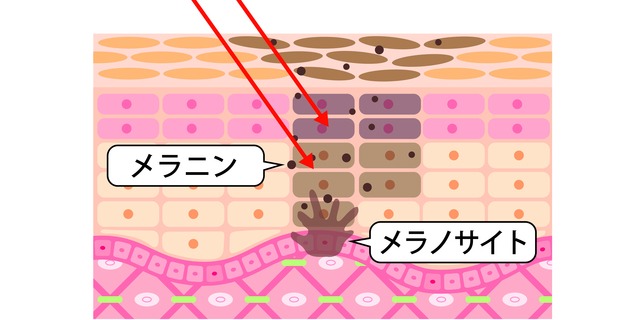 メラノサイトとメラニン