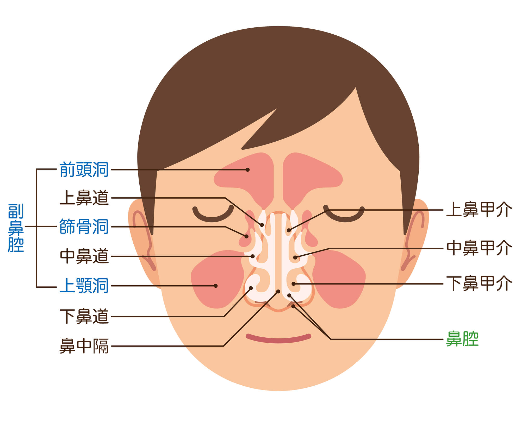 副鼻腔の構造