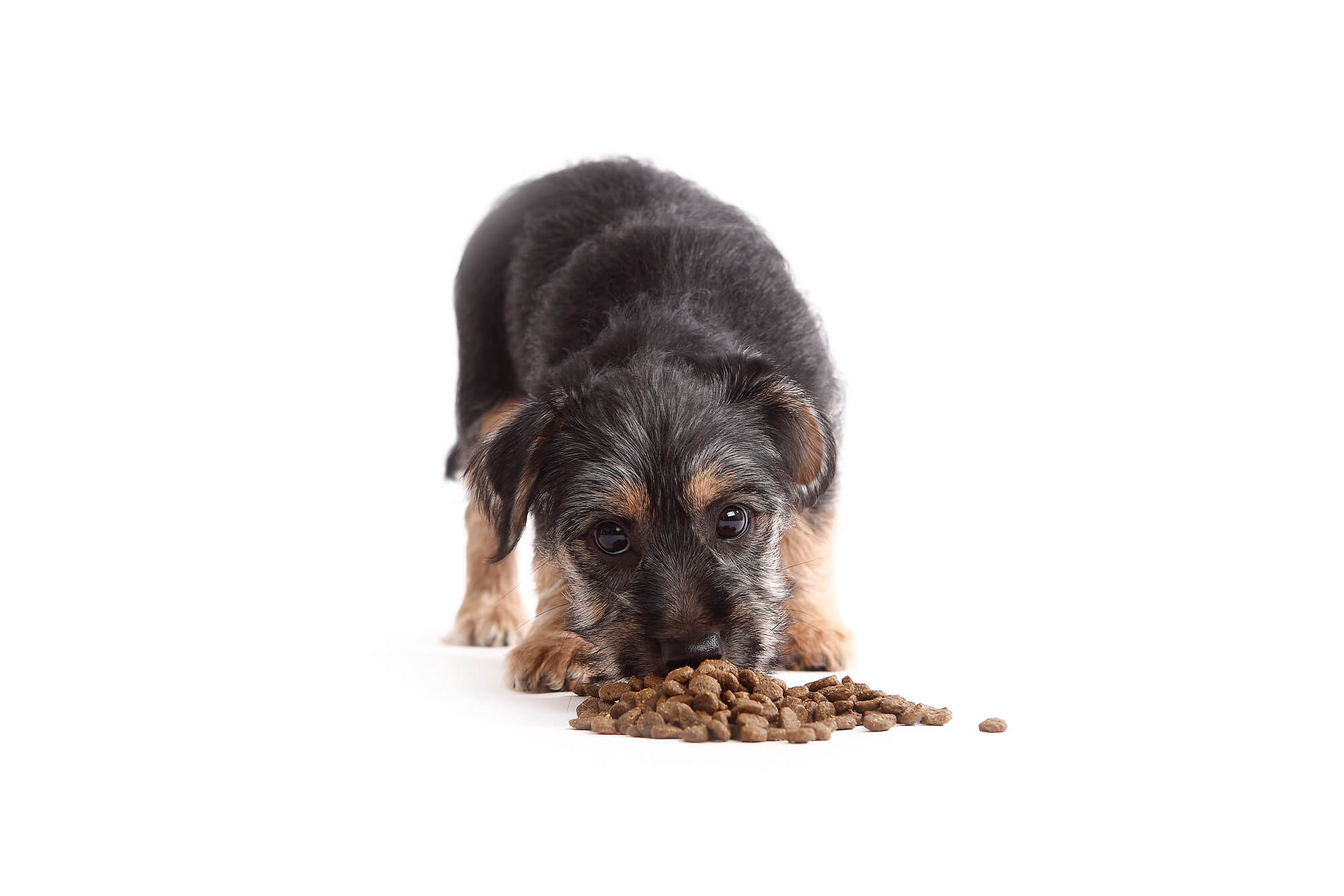 犬の下痢や軟便の対処法