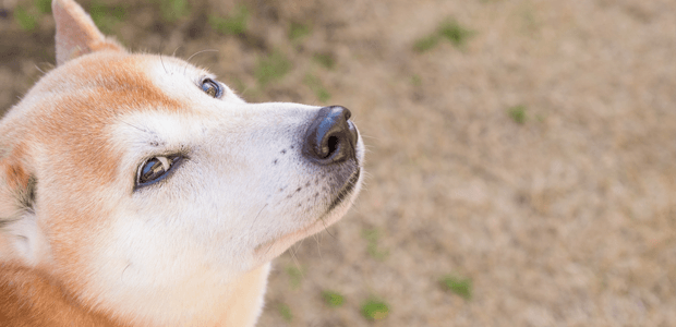 伝染病の感染源になることも! 愛犬の糞尿の始末、きちんとしてますか?