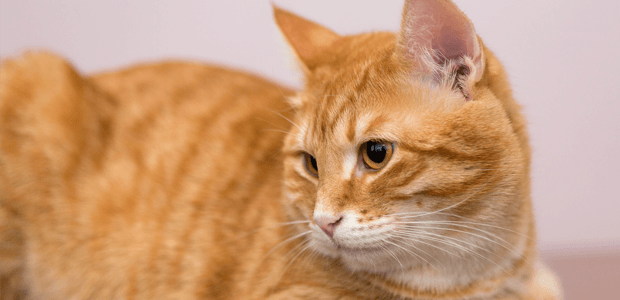 猫の【てんかん】、知っておきたいその症状や治療法とは?