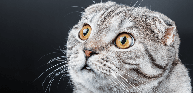 猫ちゃんの目の中が白く濁っている……それって【白内障】かも!