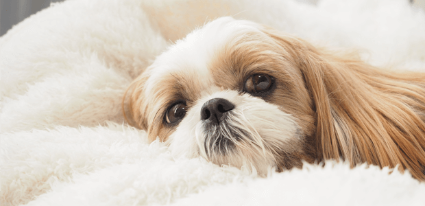 サインを見逃すな! 意外と知られていない、愛犬の嘔吐と病気のカンケイ