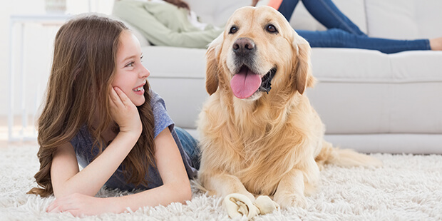 屋内犬が快適に過ごすせる理想の飼育スペースを作ろう!