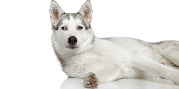 犬のジアルジア症ってどんな病気? その治療法は?