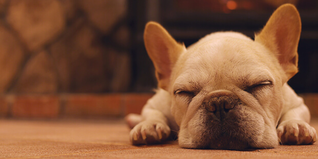 愛犬の「免疫介在性溶血性貧血(IMHA)」ってどんな病気?