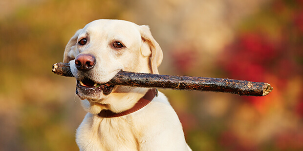 散歩中、愛犬が他の犬に噛まれてしまったら…必ずチェックしたい4つのポイント