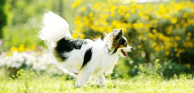 気づいてあげたい、犬の尿結石の4つサインとは?