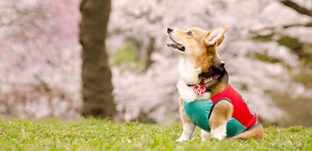 正しい知識で、愛犬をフィラリアから守ろう!