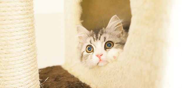 猫の”おトイレそそう”を治す方法とは?