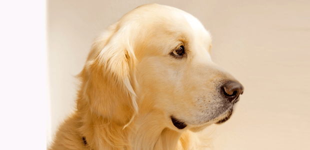 実は嫌がっている?意外と知られていない犬のストレス!