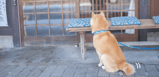 尻尾の動きや高さでわかるワンちゃんの気持ちとは?