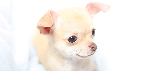 知っておきたい犬のがんの治療と予防!