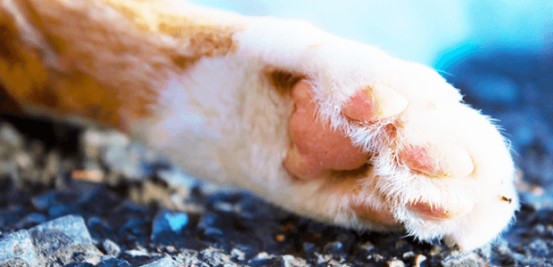 家の中が傷だらけになる前に……猫の爪とぎのしつけ方!