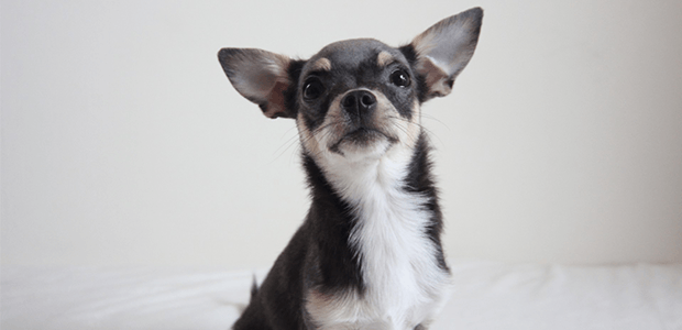 人や猫にも感染する!犬の回虫症とは?