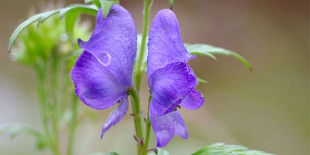 有毒の山菜