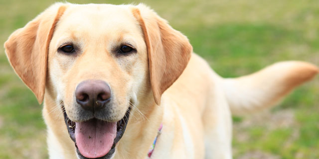 盲導犬