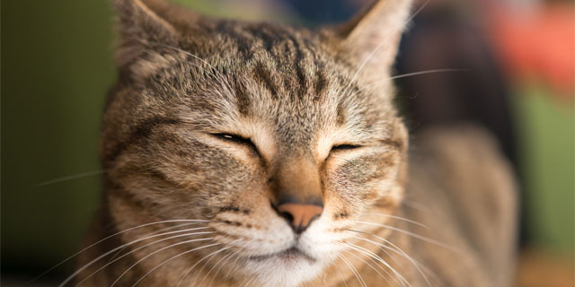 コラム画像