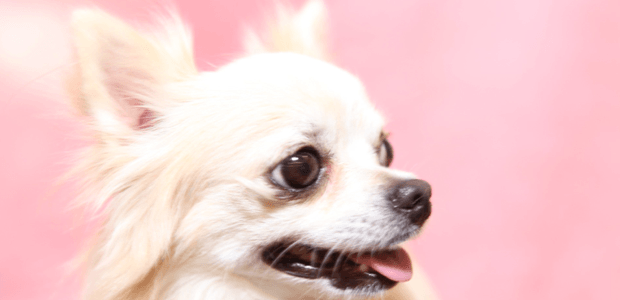 犬に多い外耳炎……その治療方法は?