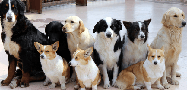 初めて犬を飼う際の犬選びのポイントは?