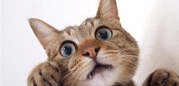 慢性化に注意!猫の膀胱炎