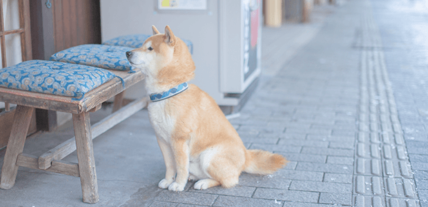 どうしてもペットを飼えなくなったときの対処法は!?