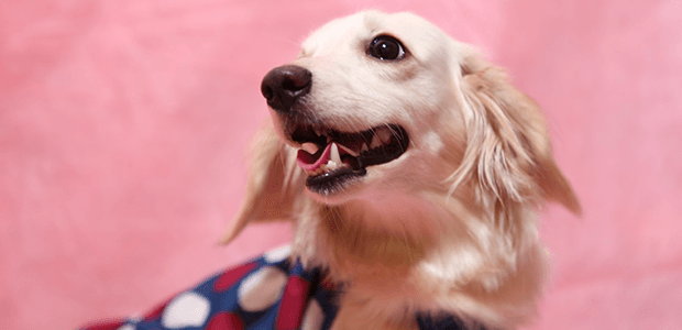 もしも愛犬が骨折したら……!知っておきたい対処法!
